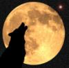   moon wolf